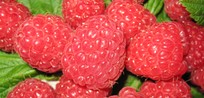 Beeren-Auswahl